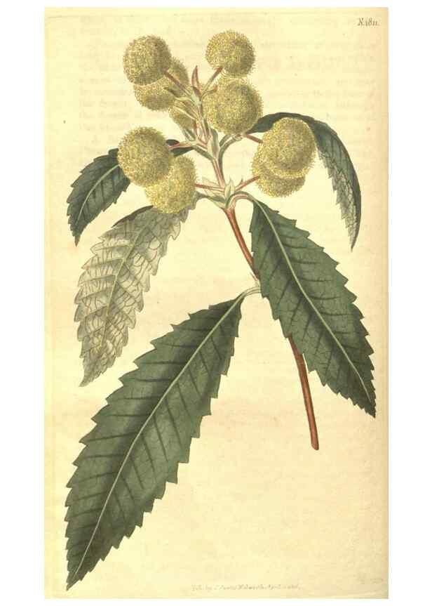 Reproducción/Reproduction 35057390211: Curtis's botanical magazine.. London ; New York [etc.] :Academic Press [etc.]