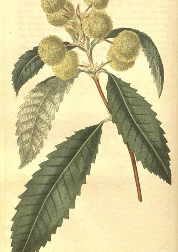 Reproducción/Reproduction 35057390211: Curtis's botanical magazine.. London ; New York [etc.] :Academic Press [etc.]