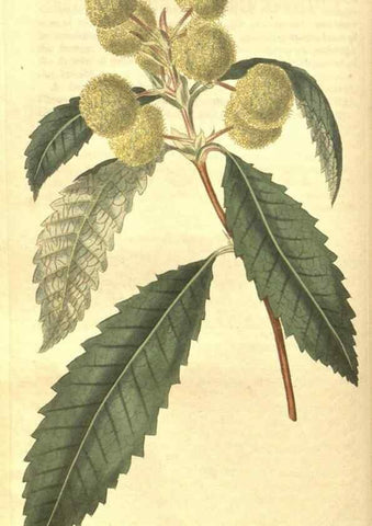 Reproducción/Reproduction 35057390211: Curtis's botanical magazine.. London ; New York [etc.] :Academic Press [etc.]