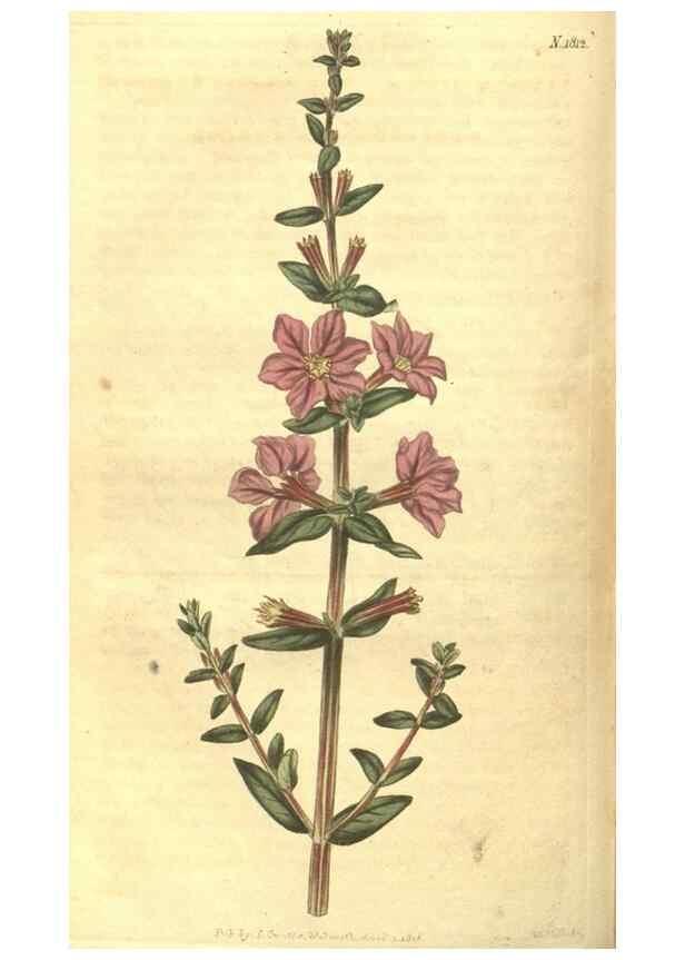 Reproducción/Reproduction 35057391431: Curtis's botanical magazine.. London ; New York [etc.] :Academic Press [etc.]