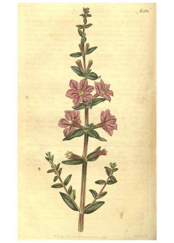 Reproducción/Reproduction 35057391431: Curtis's botanical magazine.. London ; New York [etc.] :Academic Press [etc.]