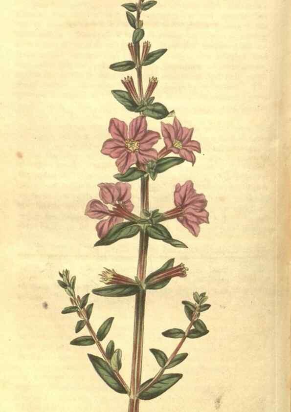 Reproducción/Reproduction 35057391431: Curtis's botanical magazine.. London ; New York [etc.] :Academic Press [etc.]