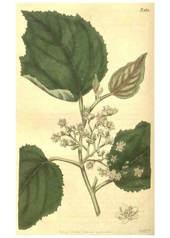 Reproducción/Reproduction 35057392731: Curtis's botanical magazine.. London ; New York [etc.] :Academic Press [etc.]