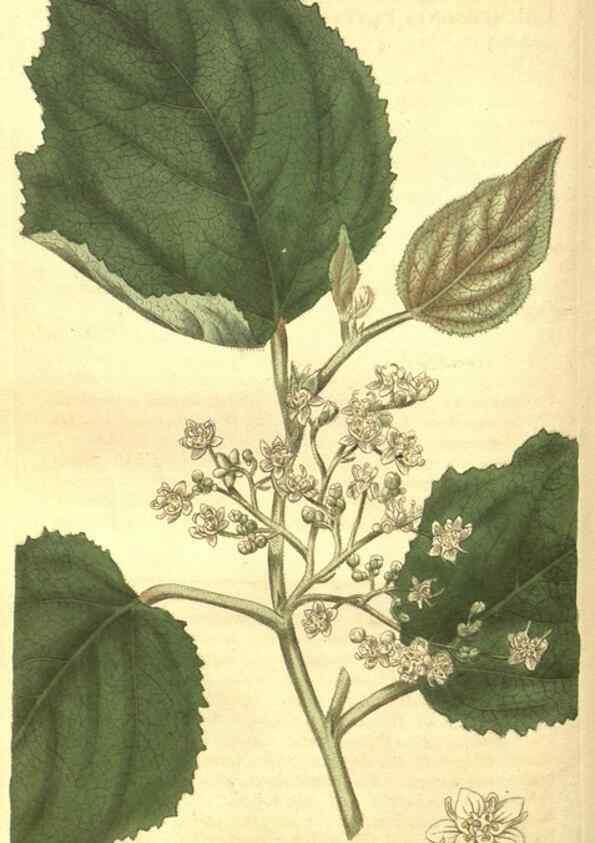 Reproducción/Reproduction 35057392731: Curtis's botanical magazine.. London ; New York [etc.] :Academic Press [etc.]