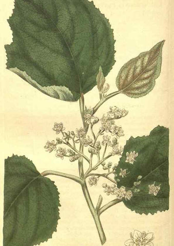 Reproducción/Reproduction 35057392731: Curtis's botanical magazine.. London ; New York [etc.] :Academic Press [etc.]
