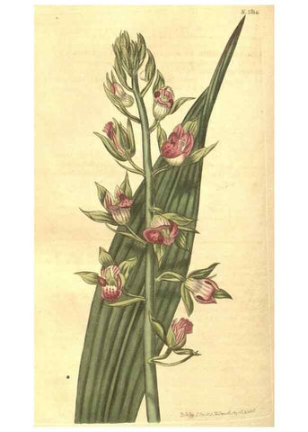 Reproducción/Reproduction 35057394121: Curtis's botanical magazine.. London ; New York [etc.] :Academic Press [etc.]