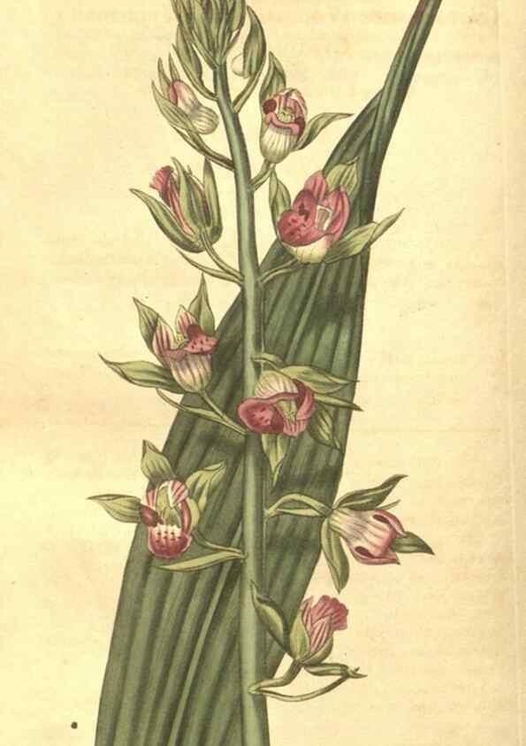Reproducción/Reproduction 35057394121: Curtis's botanical magazine.. London ; New York [etc.] :Academic Press [etc.]