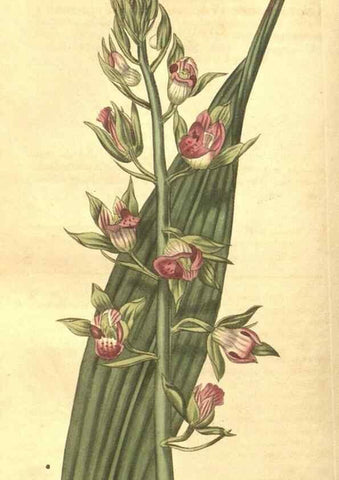 Reproducción/Reproduction 35057394121: Curtis's botanical magazine.. London ; New York [etc.] :Academic Press [etc.]