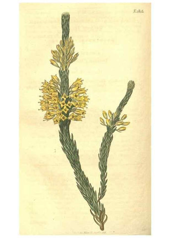 Reproducción/Reproduction 35057395201: Curtis's botanical magazine.. London ; New York [etc.] :Academic Press [etc.]