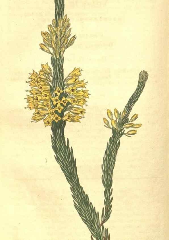 Reproducción/Reproduction 35057395201: Curtis's botanical magazine.. London ; New York [etc.] :Academic Press [etc.]