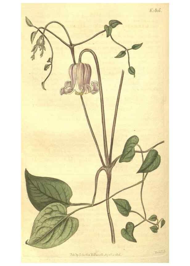 Reproducción/Reproduction 35057396251: Curtis's botanical magazine.. London ; New York [etc.] :Academic Press [etc.]