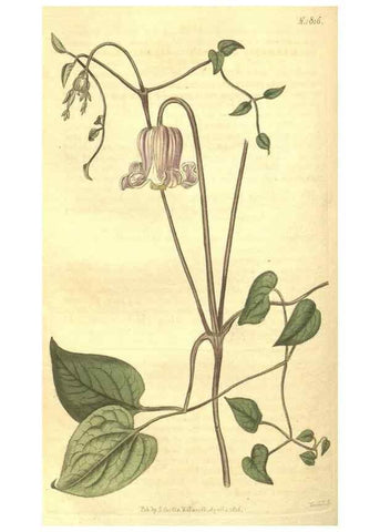 Reproducción/Reproduction 35057396251: Curtis's botanical magazine.. London ; New York [etc.] :Academic Press [etc.]
