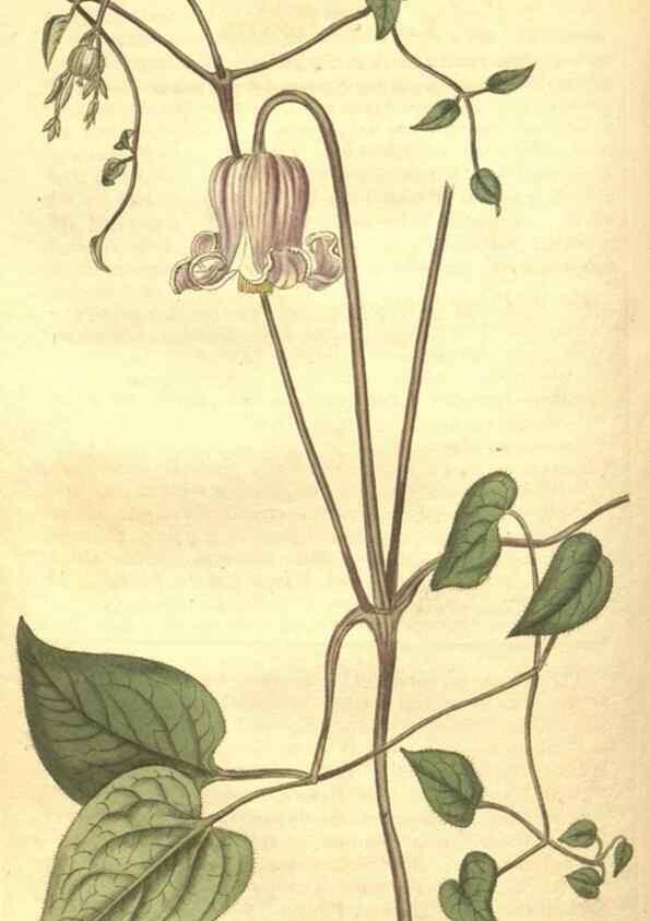 Reproducción/Reproduction 35057396251: Curtis's botanical magazine.. London ; New York [etc.] :Academic Press [etc.]