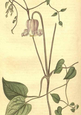 Reproducción/Reproduction 35057396251: Curtis's botanical magazine.. London ; New York [etc.] :Academic Press [etc.]