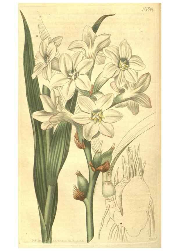 Reproducción/Reproduction 35057397441: Curtis's botanical magazine.. London ; New York [etc.] :Academic Press [etc.]