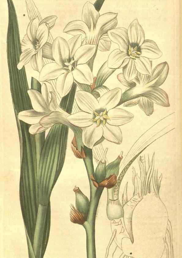Reproducción/Reproduction 35057397441: Curtis's botanical magazine.. London ; New York [etc.] :Academic Press [etc.]