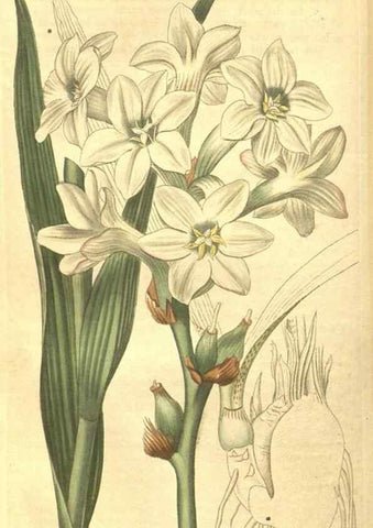 Reproducción/Reproduction 35057397441: Curtis's botanical magazine.. London ; New York [etc.] :Academic Press [etc.]