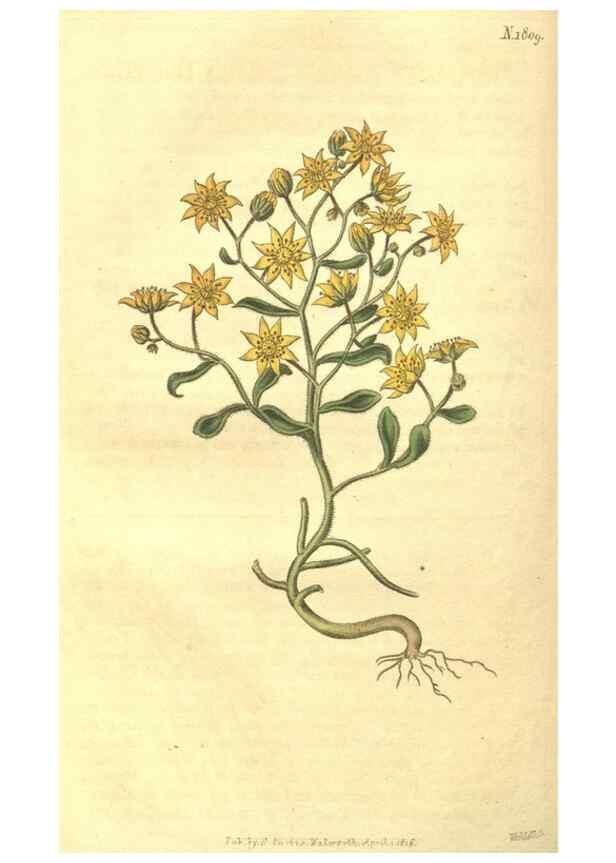 Reproducción/Reproduction 35057387671: Curtis's botanical magazine.. London ; New York [etc.] :Academic Press [etc.]