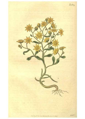 Reproducción/Reproduction 35057387671: Curtis's botanical magazine.. London ; New York [etc.] :Academic Press [etc.]