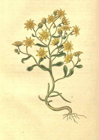 Reproducción/Reproduction 35057387671: Curtis's botanical magazine.. London ; New York [etc.] :Academic Press [etc.]
