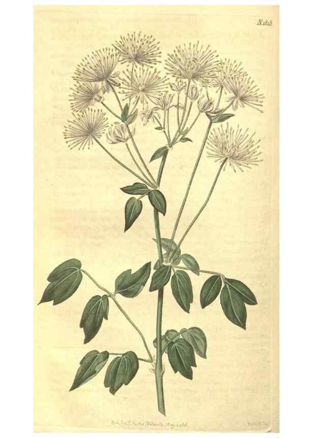 Reproducción/Reproduction 35057398411: Curtis's botanical magazine.. London ; New York [etc.] :Academic Press [etc.]