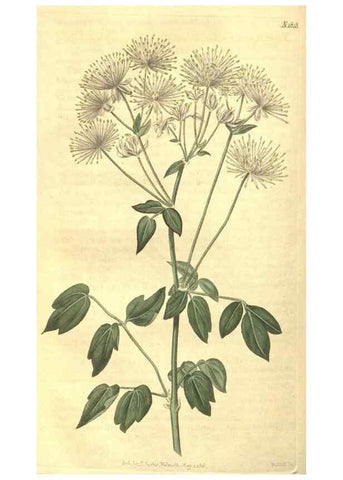 Reproducción/Reproduction 35057398411: Curtis's botanical magazine.. London ; New York [etc.] :Academic Press [etc.]
