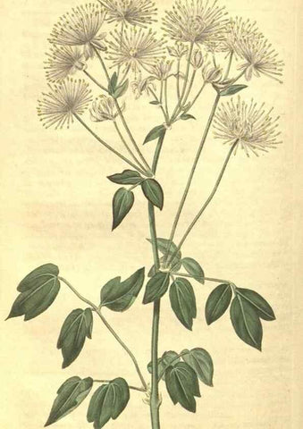Reproducción/Reproduction 35057398411: Curtis's botanical magazine.. London ; New York [etc.] :Academic Press [etc.]