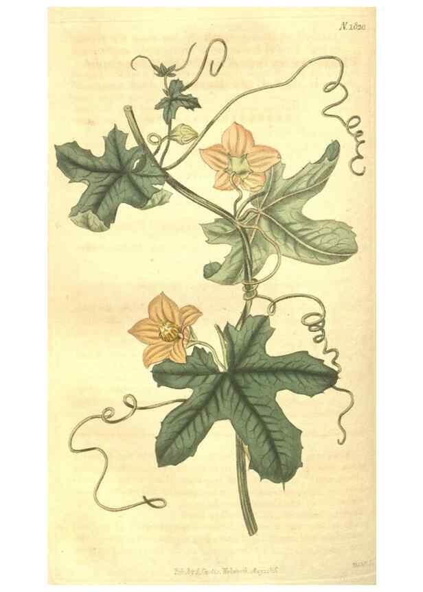 Reproducción/Reproduction 35057400321: Curtis's botanical magazine.. London ; New York [etc.] :Academic Press [etc.]