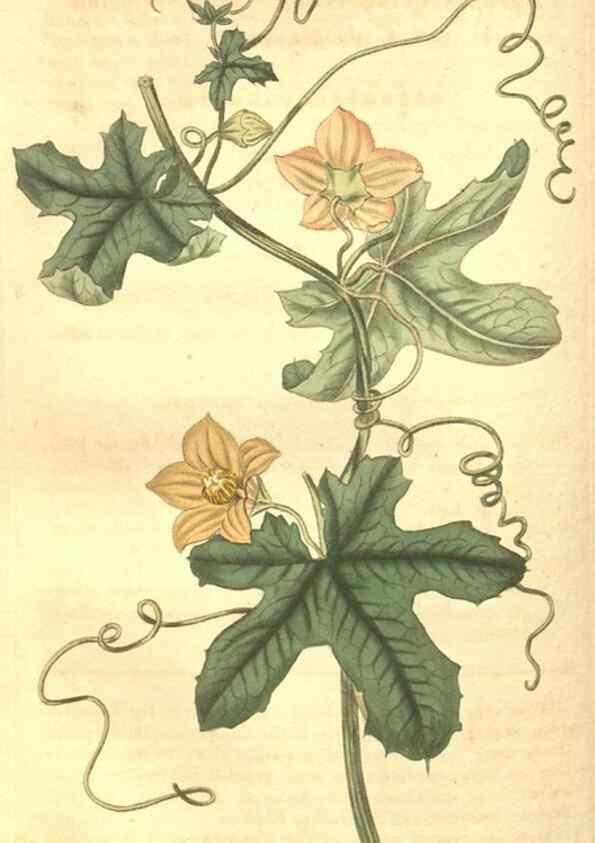 Reproducción/Reproduction 35057400321: Curtis's botanical magazine.. London ; New York [etc.] :Academic Press [etc.]