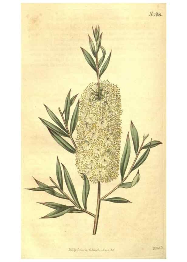 Reproducción/Reproduction 35057401281: Curtis's botanical magazine.. London ; New York [etc.] :Academic Press [etc.]