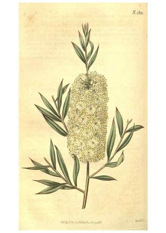Reproducción/Reproduction 35057401281: Curtis's botanical magazine.. London ; New York [etc.] :Academic Press [etc.]