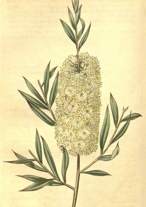 Reproducción/Reproduction 35057401281: Curtis's botanical magazine.. London ; New York [etc.] :Academic Press [etc.]