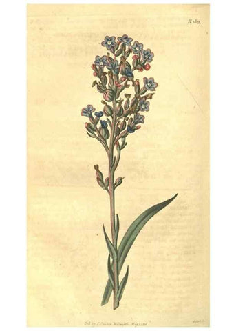 Reproducción/Reproduction 35057402311: Curtis's botanical magazine.. London ; New York [etc.] :Academic Press [etc.]