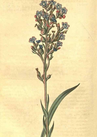 Reproducción/Reproduction 35057402311: Curtis's botanical magazine.. London ; New York [etc.] :Academic Press [etc.]