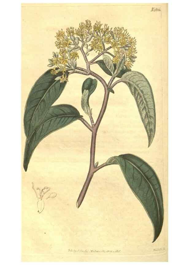 Reproducción/Reproduction 35057403551: Curtis's botanical magazine.. London ; New York [etc.] :Academic Press [etc.]