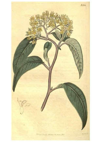 Reproducción/Reproduction 35057403551: Curtis's botanical magazine.. London ; New York [etc.] :Academic Press [etc.]