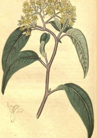 Reproducción/Reproduction 35057403551: Curtis's botanical magazine.. London ; New York [etc.] :Academic Press [etc.]