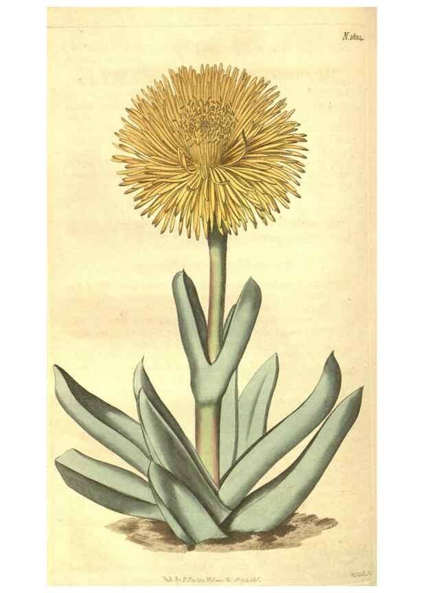 Reproducción/Reproduction 35057404721: Curtis's botanical magazine.. London ; New York [etc.] :Academic Press [etc.]