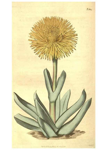 Reproducción/Reproduction 35057404721: Curtis's botanical magazine.. London ; New York [etc.] :Academic Press [etc.]