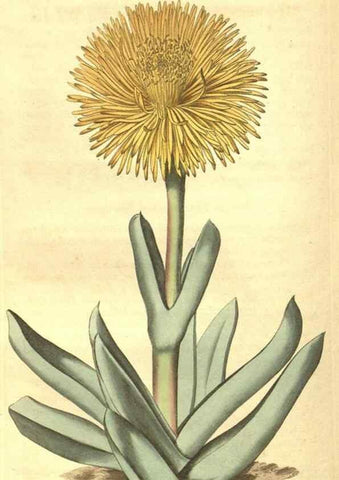 Reproducción/Reproduction 35057404721: Curtis's botanical magazine.. London ; New York [etc.] :Academic Press [etc.]