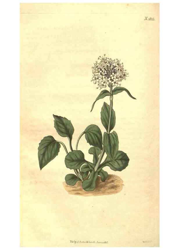 Reproducción/Reproduction 34378559123: Curtis's botanical magazine.. London ; New York [etc.] :Academic Press [etc.]