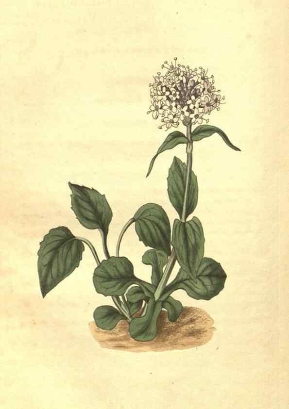 Reproducción/Reproduction 34378559123: Curtis's botanical magazine.. London ; New York [etc.] :Academic Press [etc.]
