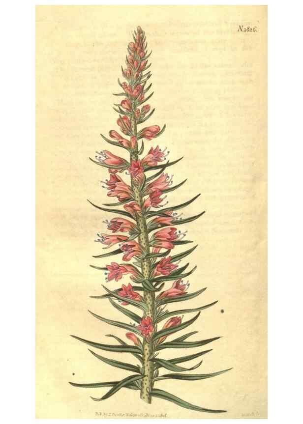 Reproducción/Reproduction 34378560423: Curtis's botanical magazine.. London ; New York [etc.] :Academic Press [etc.]