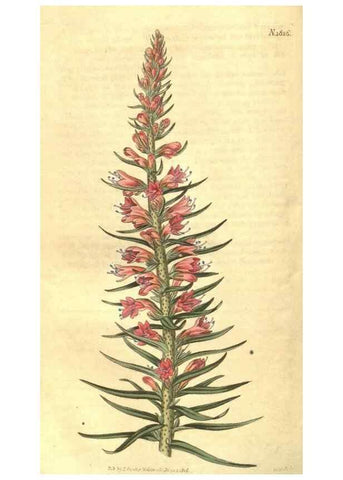 Reproducción/Reproduction 34378560423: Curtis's botanical magazine.. London ; New York [etc.] :Academic Press [etc.]