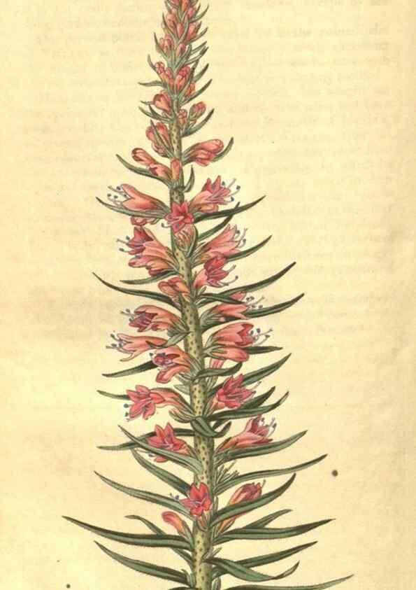 Reproducción/Reproduction 34378560423: Curtis's botanical magazine.. London ; New York [etc.] :Academic Press [etc.]