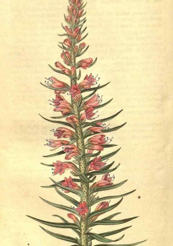 Reproducción/Reproduction 34378560423: Curtis's botanical magazine.. London ; New York [etc.] :Academic Press [etc.]