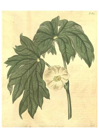 Reproducción/Reproduction 35057399281: Curtis's botanical magazine.. London ; New York [etc.] :Academic Press [etc.]