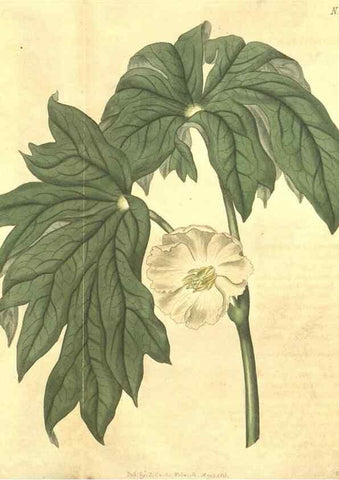 Reproducción/Reproduction 35057399281: Curtis's botanical magazine.. London ; New York [etc.] :Academic Press [etc.]