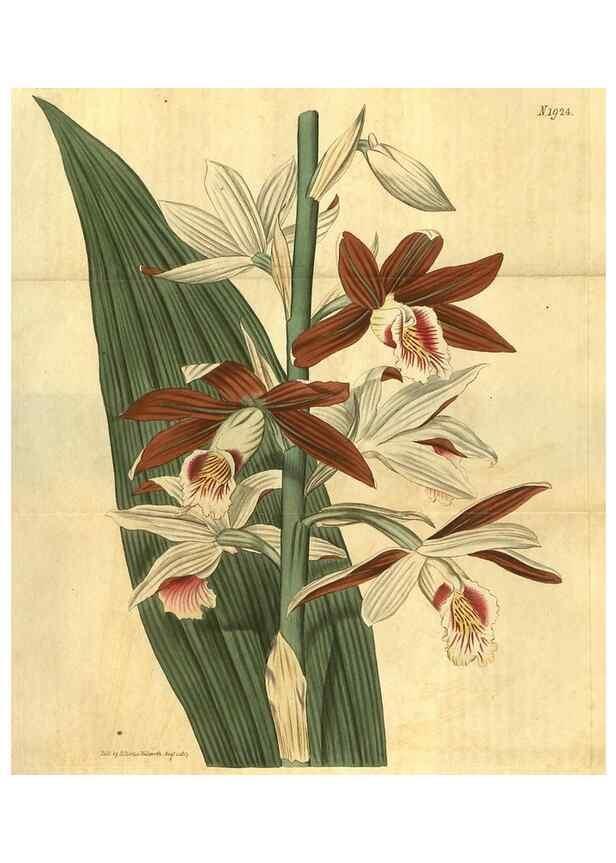 Reproducción/Reproduction 35188622175: Curtis's botanical magazine.. London ; New York [etc.] :Academic Press [etc.]