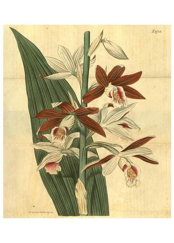 Reproducción/Reproduction 35188622175: Curtis's botanical magazine.. London ; New York [etc.] :Academic Press [etc.]
